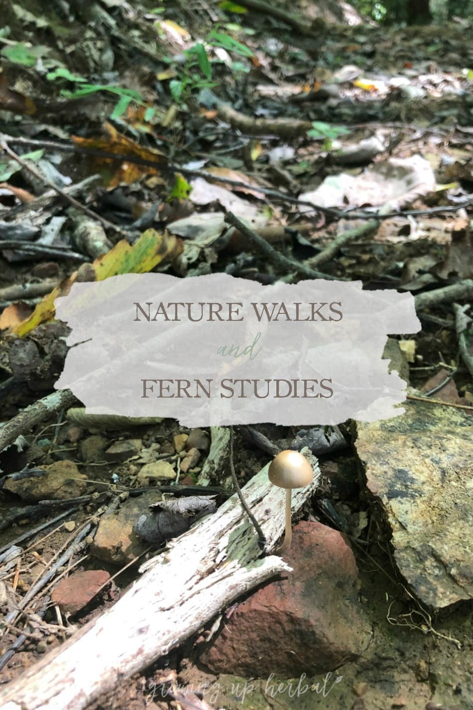 Nature Walks & Fern Studies | Growing Up Herbal | Nature walks are a part of our regular homeschool schedule, and this month, we’re studying ferns and mushrooms.