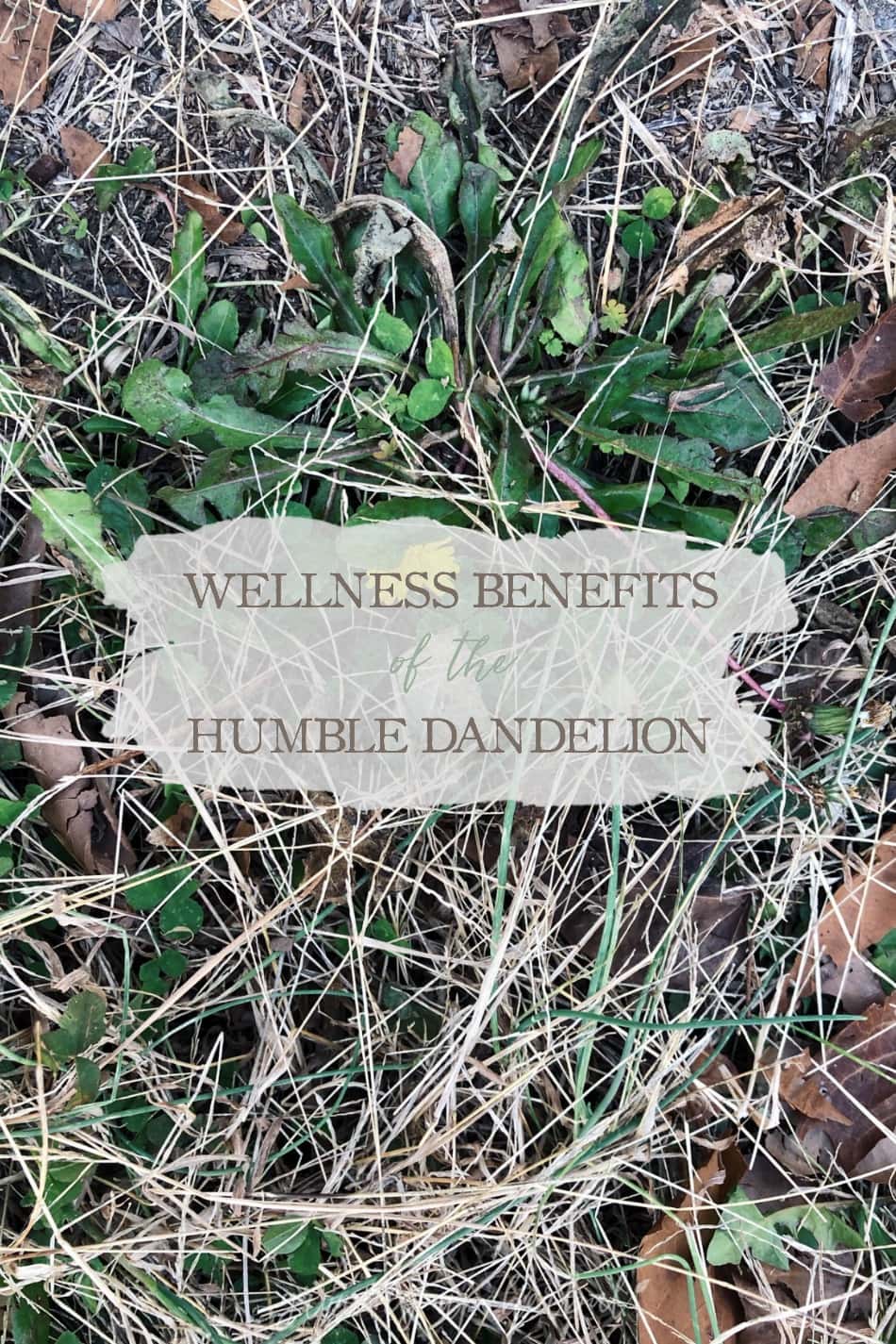 Wellness Benefits of the Humble Dandelion | Growing Up Herbal | All parts of dandelion are edible and nutritious. Come learn a bit about dandlion wellness benefits and how to incorporate it into your wellness routine!