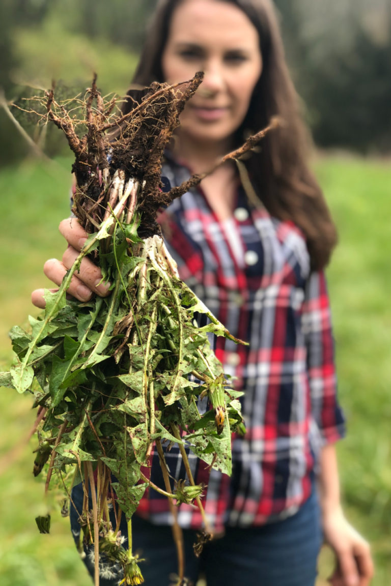The Best Way to Make a Dandelion Root Tincture (And How To Use It)
