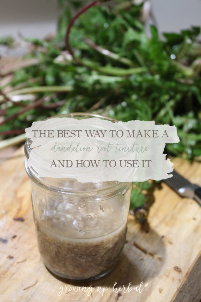 The Best Way to Make a Dandelion Root Tincture (And How To Use It)