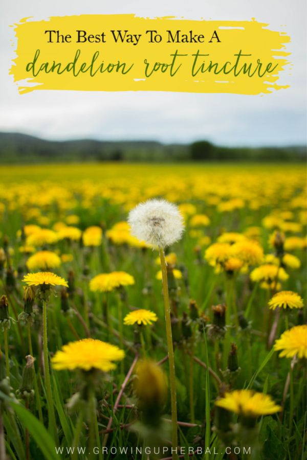 The Best Way to Make a Dandelion Root Tincture (And How To Use It)