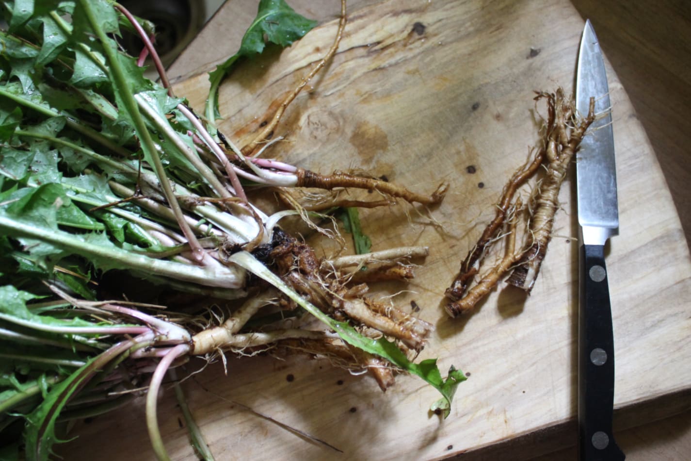 freshly harvested and cut dandelion roots
