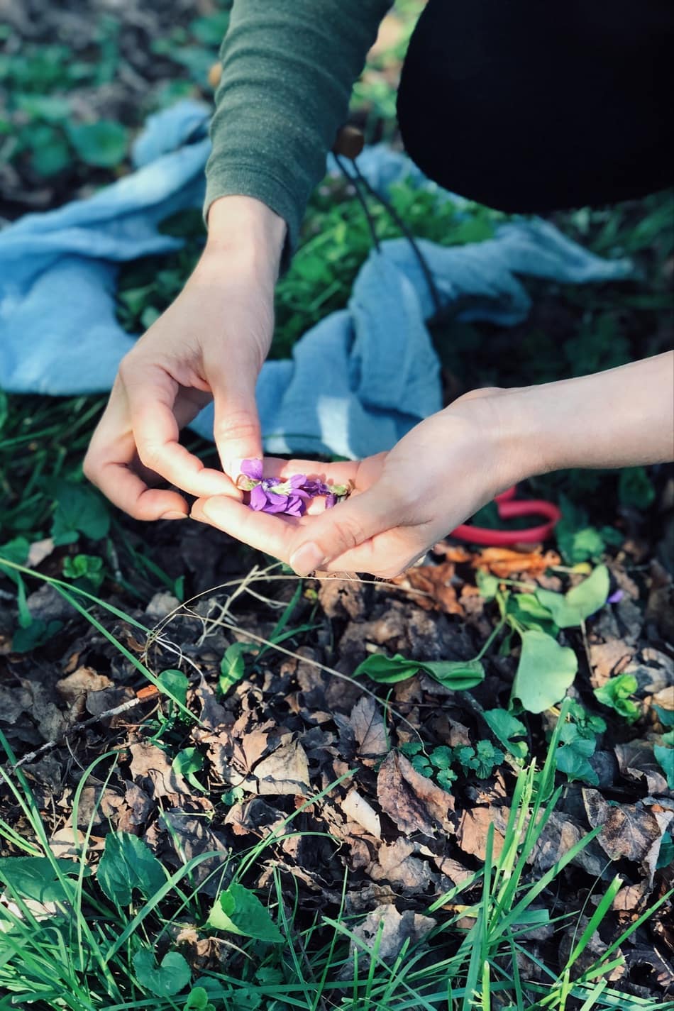 person picking violet flowers