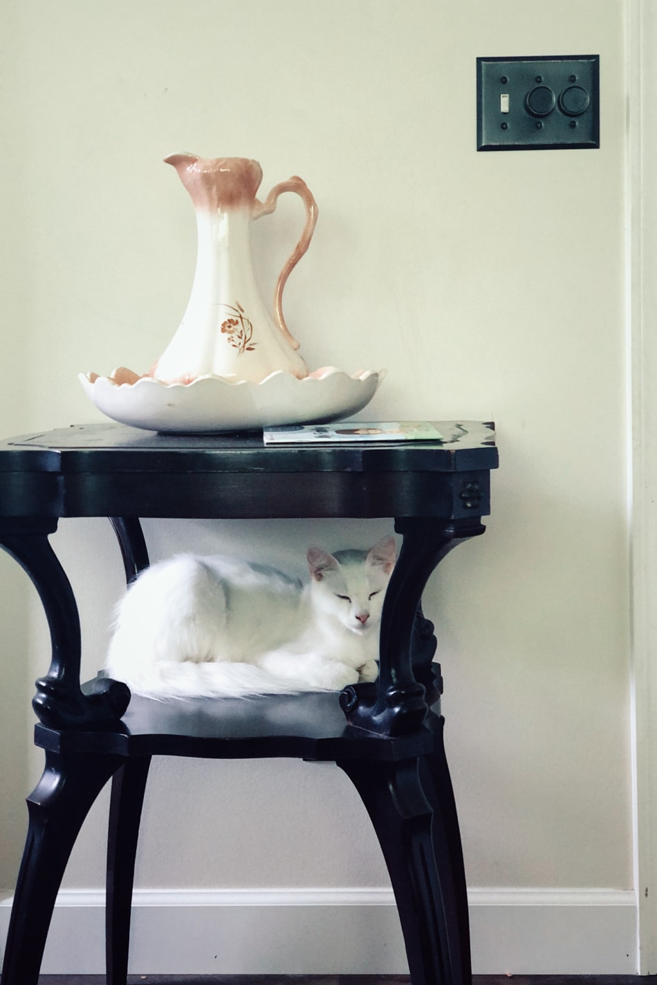 white cat sitting on table
