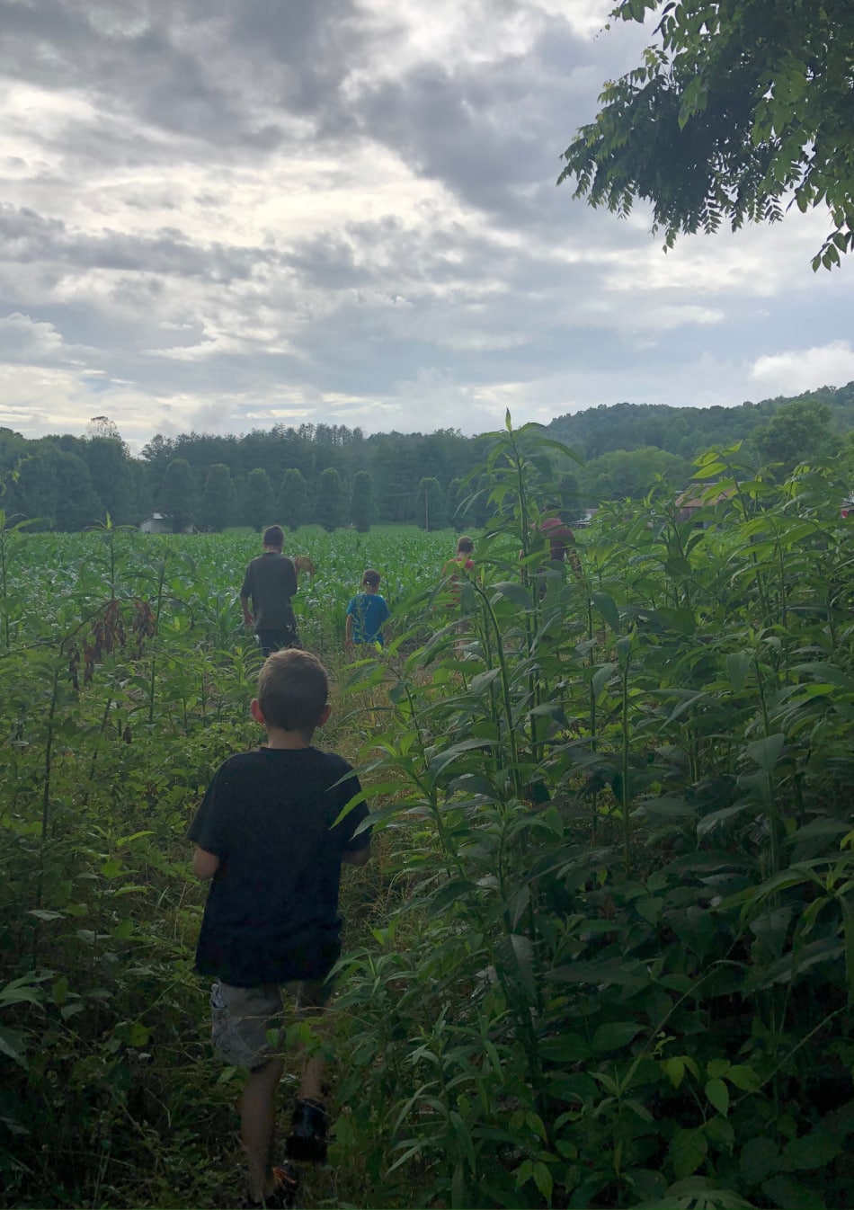boys walking through a field