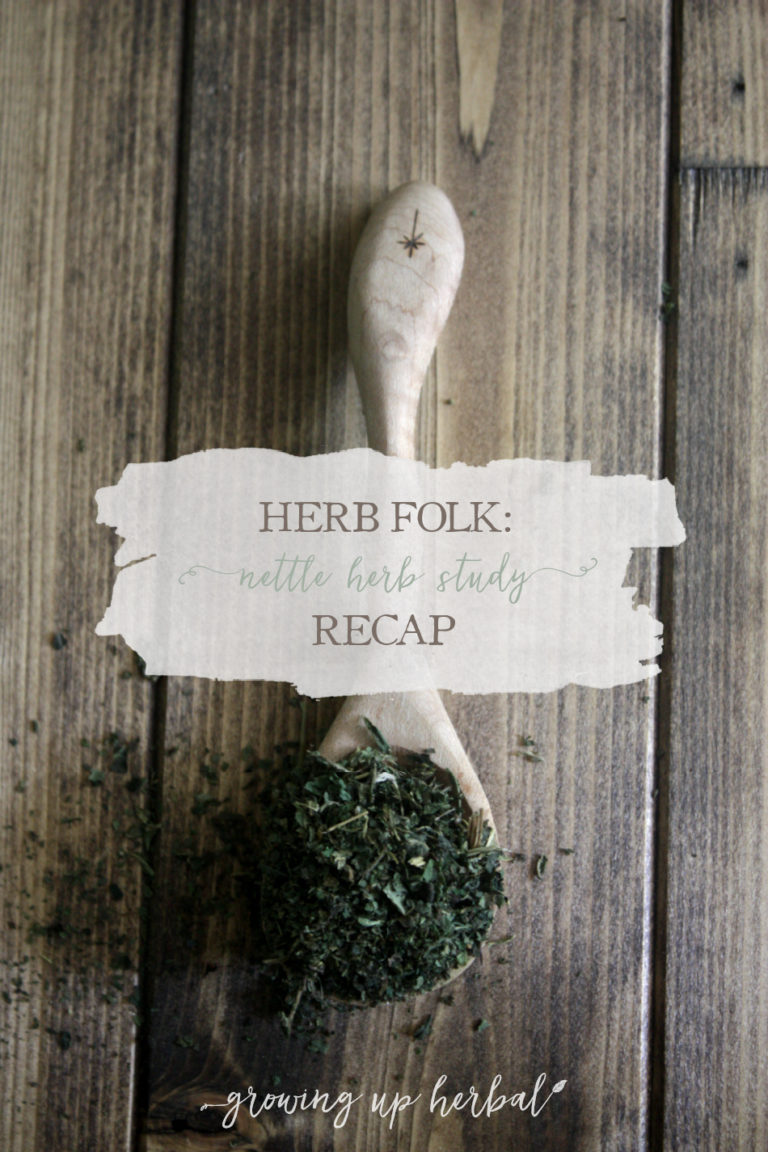 Herb Folk Nettle Herb Study Recap Growing Up Herbal