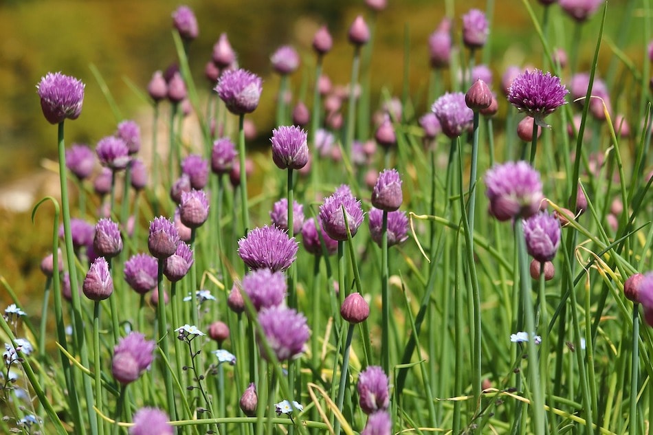 chives in a garden
