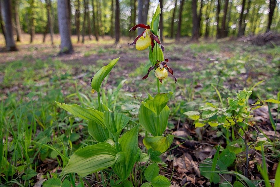 lady's slipper in the forest