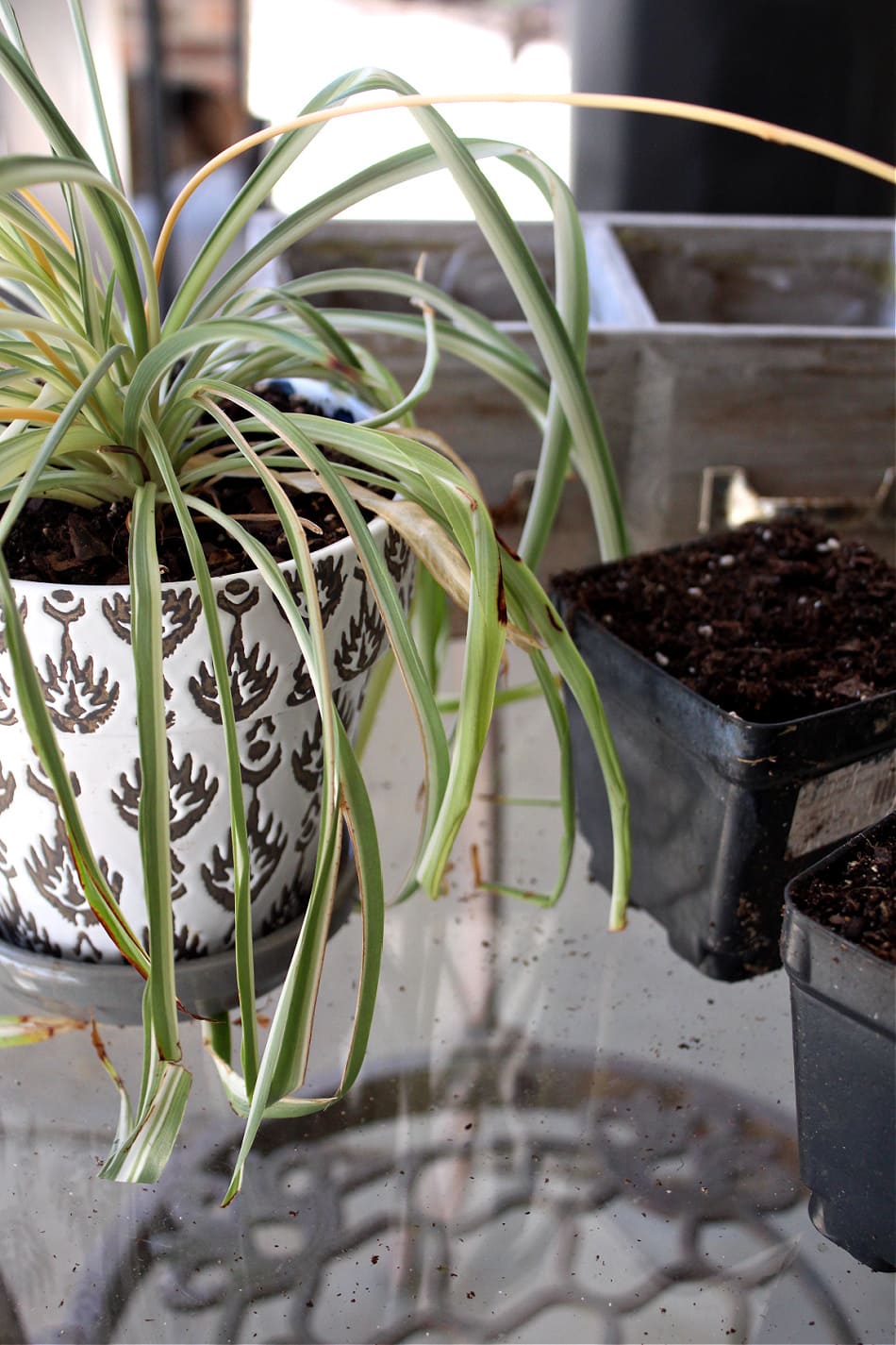 spider plant next to dirt-filled pots