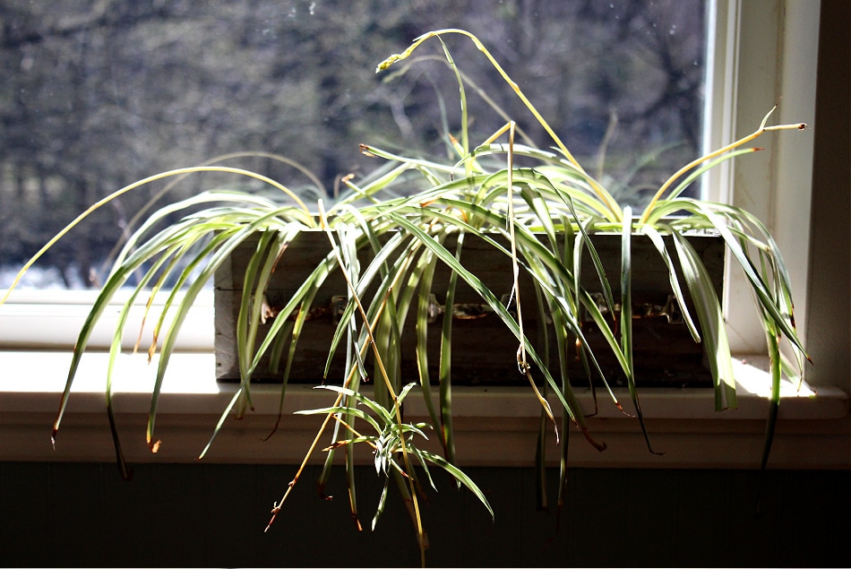 spider plants in window