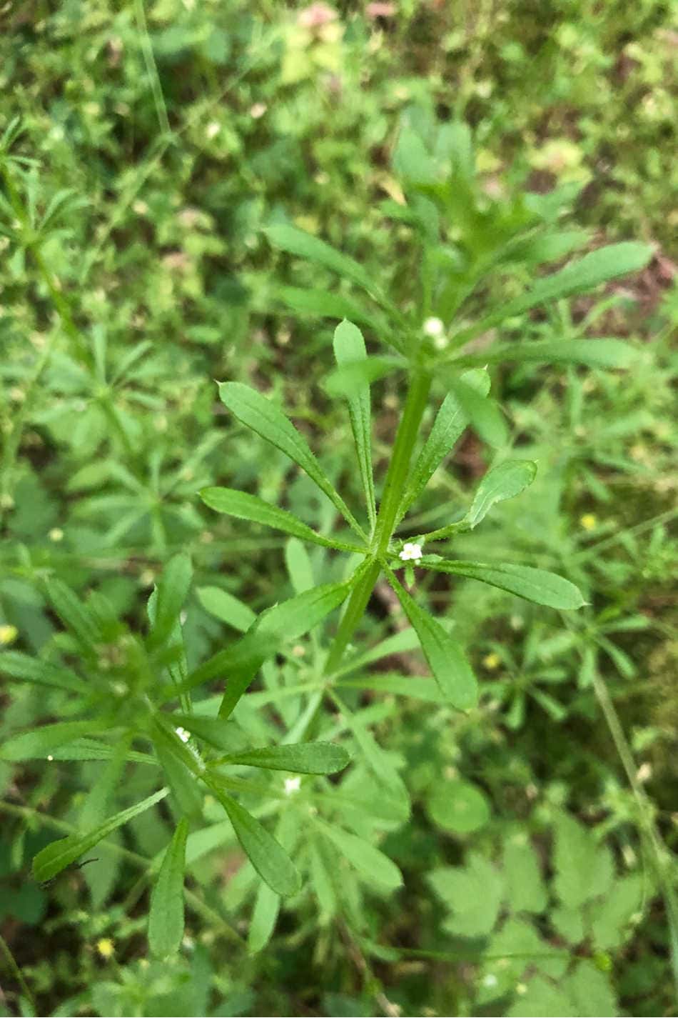 cleavers from above showing flowers