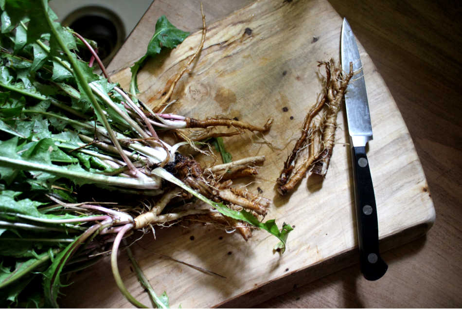 chopping dandelion root