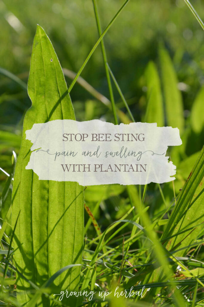 How To Stop Bee Sting Pain And Swelling With Plantain
