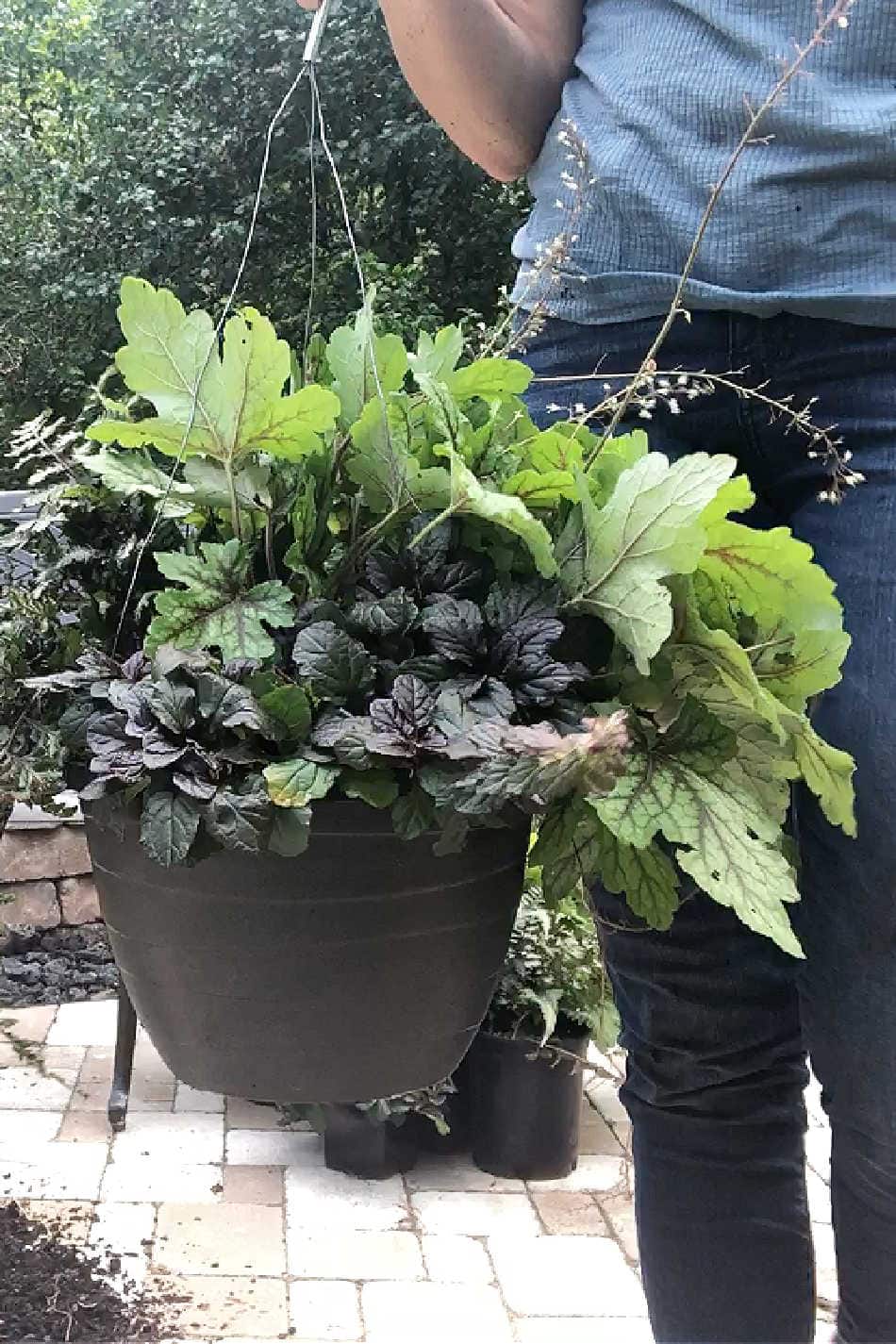 Making Autumn Containers and Hanging Baskets | Growing Up Herbal | I'm getting creative and refreshing some containers and hanging baskets with perennial plants for the autumn season (and hopefully longer!)