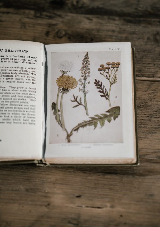 26 Best Herbal Medicine Books for Herbal SelfStudy Growing Up Herbal