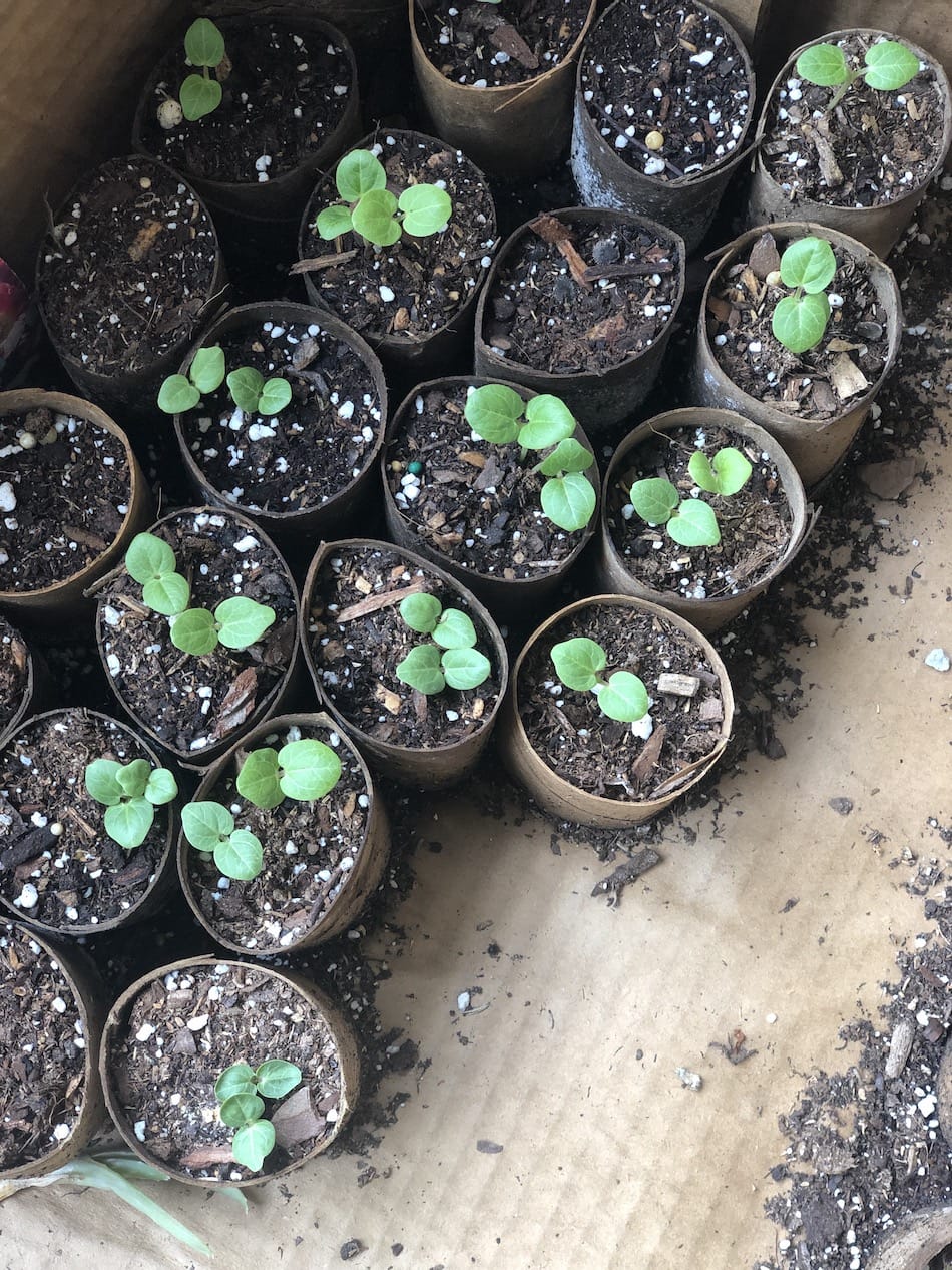 15 Easy-to-Grow Herbs from Seed | Growing Up Herbal | Let's start some herbs from seed! Here are 15 easy-to-grow herbs from seed as well as some tips to boost your herbal seed starting success!