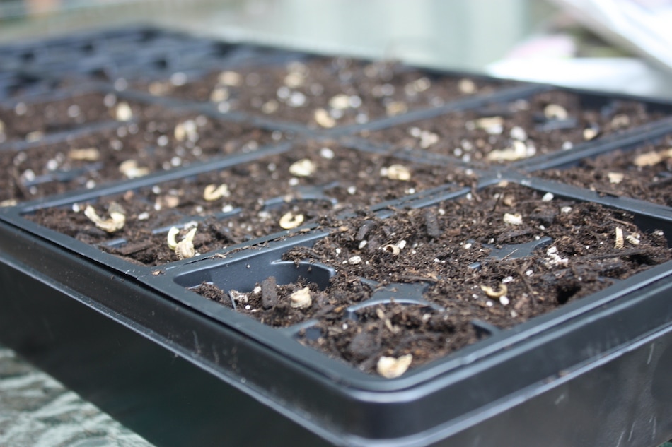 15 Easy-to-Grow Herbs from Seed | Growing Up Herbal | Let's start some herbs from seed! Here are 15 easy-to-grow herbs from seed as well as some tips to boost your herbal seed starting success!