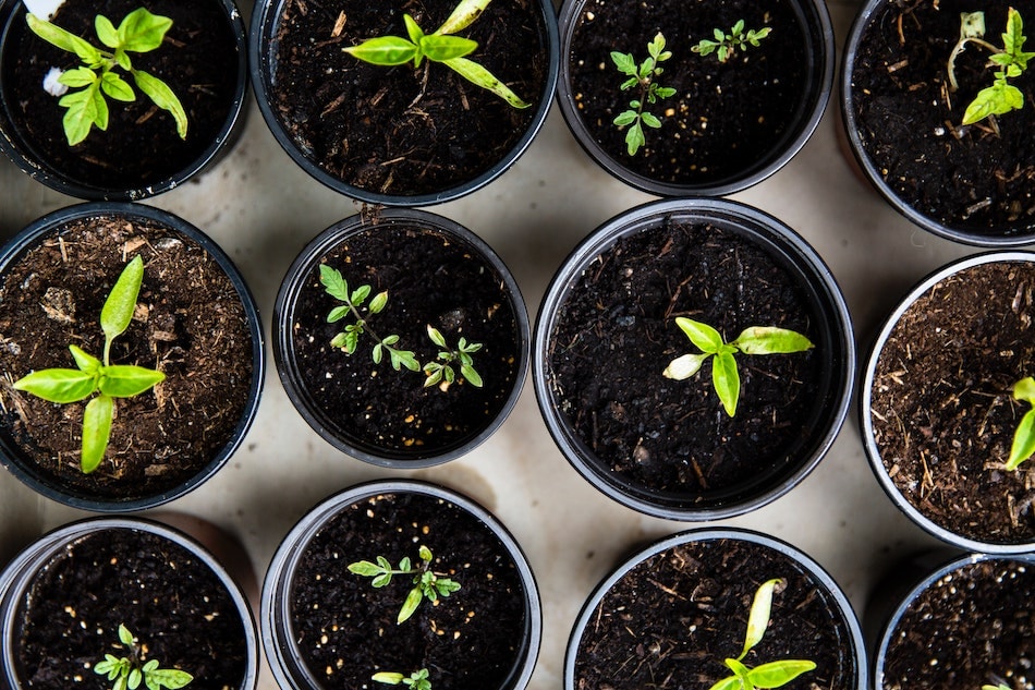 15 Easy-to-Grow Herbs from Seed | Growing Up Herbal | Let's start some herbs from seed! Here are 15 easy-to-grow herbs from seed as well as some tips to boost your herbal seed starting success!