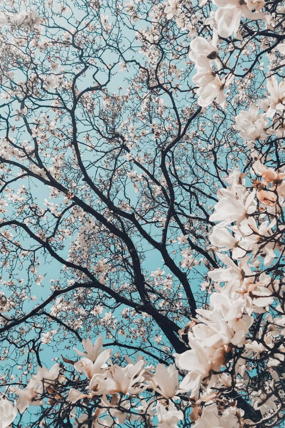 Living Between The Lines: The Balance & Imbalance of Spring | Growing Up Herbal | Moderation in all things is key, especially when it comes to living a balanced, enjoyable life. Here's what the looks like in spring.