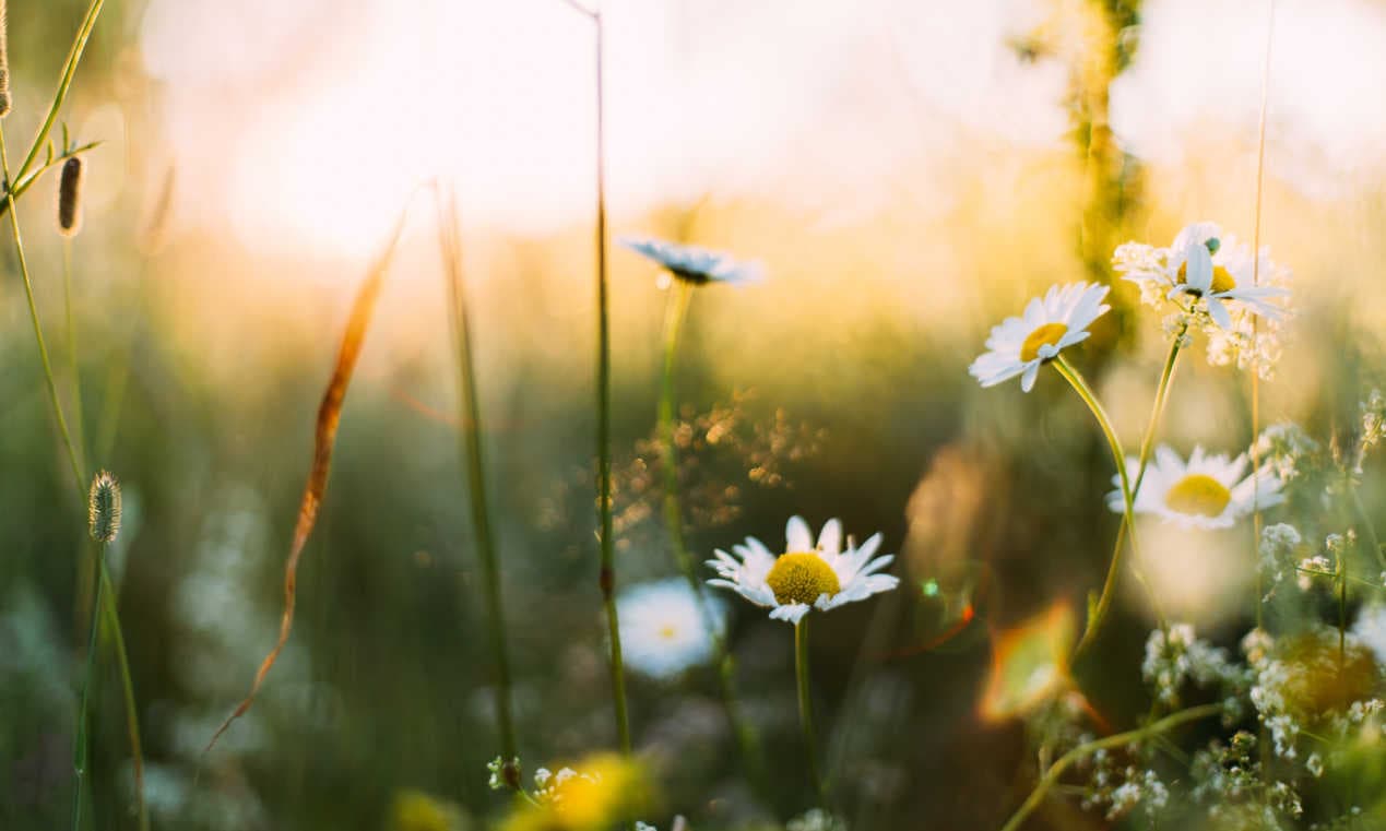 Living Between The Lines: The Balance & Imbalance of Spring | Growing Up Herbal | Moderation in all things is key, especially when it comes to living a balanced, enjoyable life. Here's what the looks like in spring.