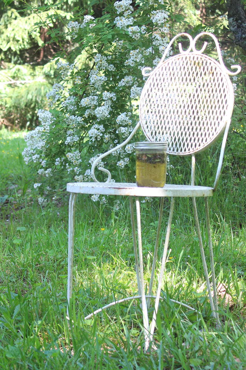 herbal sun tea on a chair in front of wild rose bush