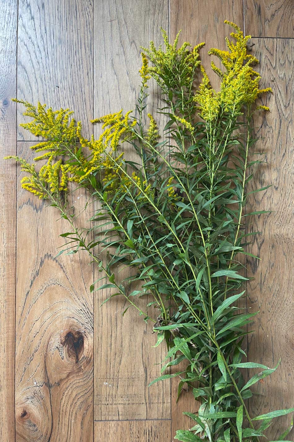 Appalachian Folklore: How To Make A Goldenrod Blessing Broom | Growing Up Herbal | Learn how to make a goldenrod blessing broom and the Appalachian folklore behind this fine seasonal craft project.