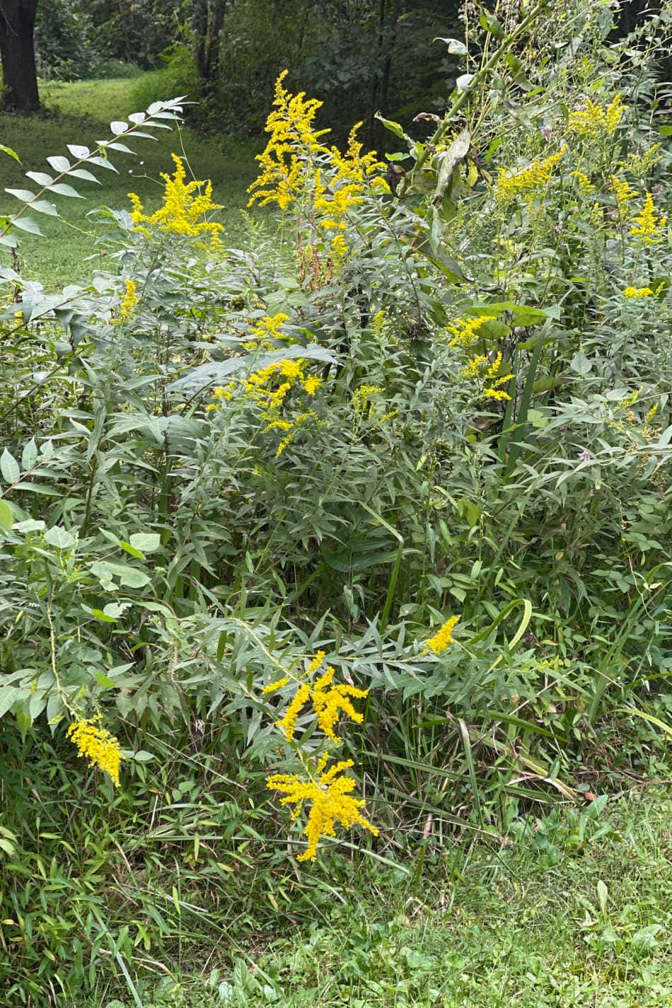 Appalachian Folklore: How To Make A Goldenrod Blessing Broom | Growing Up Herbal | Learn how to make a goldenrod blessing broom and the Appalachian folklore behind this fine seasonal craft project.