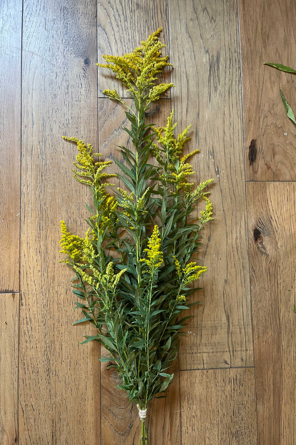 Appalachian Folklore: How To Make A Goldenrod Blessing Broom | Growing Up Herbal | Learn how to make a goldenrod blessing broom and the Appalachian folklore behind this fine seasonal craft project.