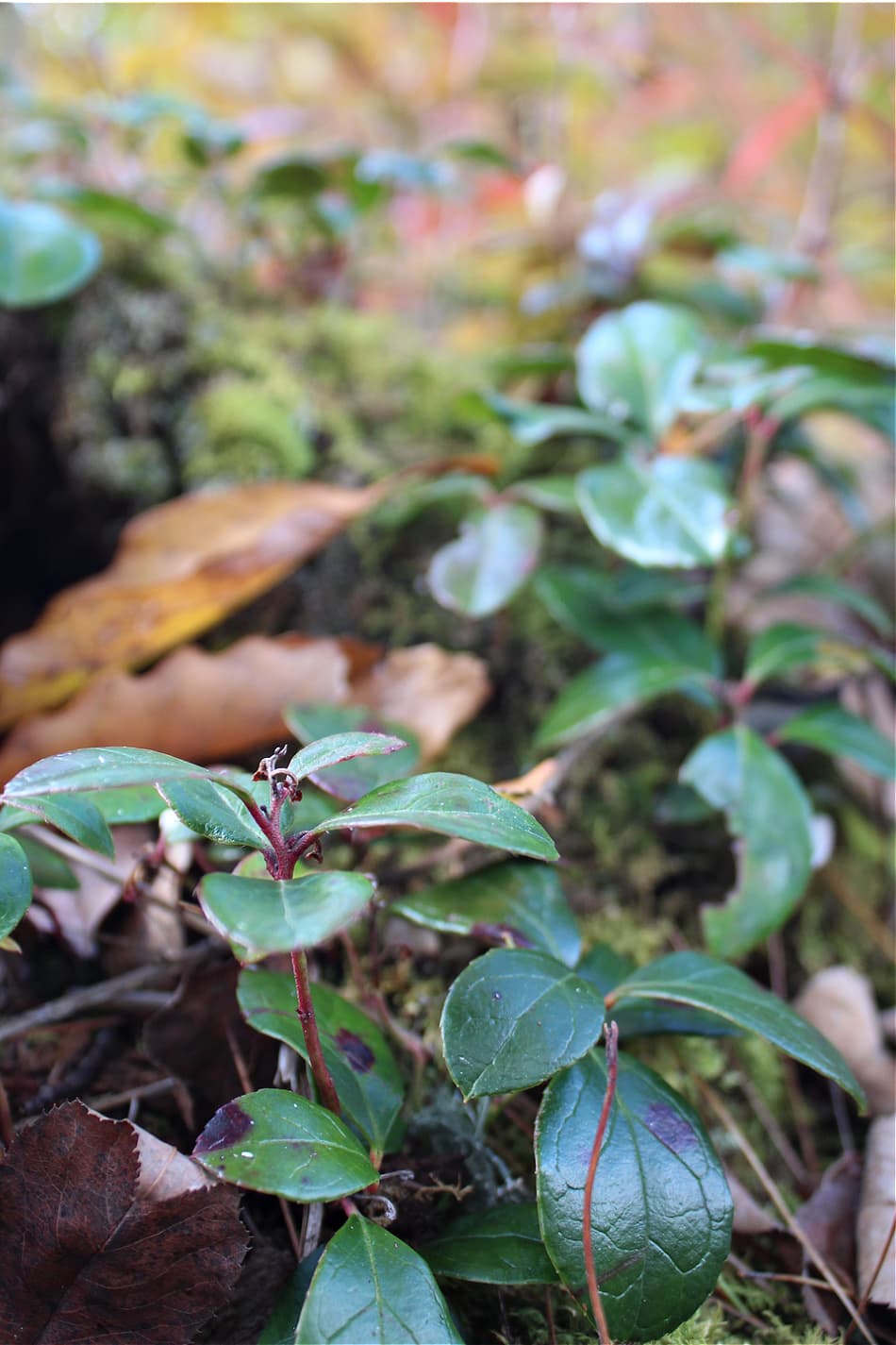 Foraging Wintergreen in Winter | Growing Up Herbal | Want to know more about foraging wintergreen in winter? Learn how to identify, harvest, and use this woodland ground cover for wellness.