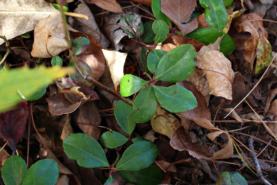Foraging Wintergreen in Winter | Growing Up Herbal | Want to know more about foraging wintergreen in winter? Learn how to identify, harvest, and use this woodland ground cover for wellness.