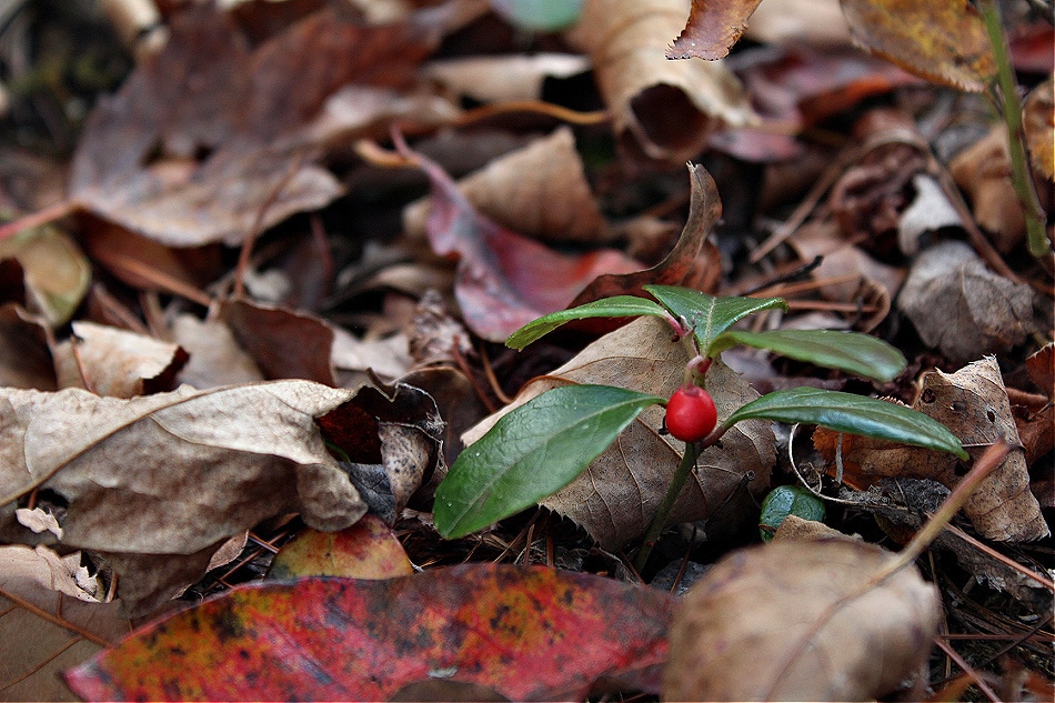 Foraging Wintergreen in Winter | Growing Up Herbal | Want to know more about foraging wintergreen in winter? Learn how to identify, harvest, and use this woodland ground cover for wellness.
