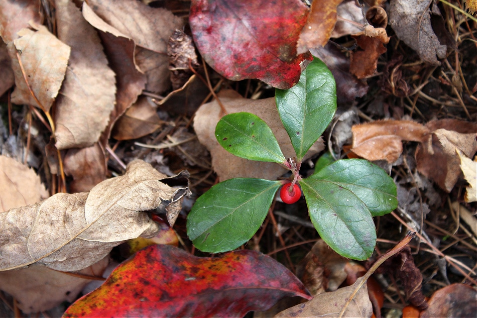 Foraging Wintergreen in Winter | Growing Up Herbal | Want to know more about foraging wintergreen in winter? Learn how to identify, harvest, and use this woodland ground cover for wellness.