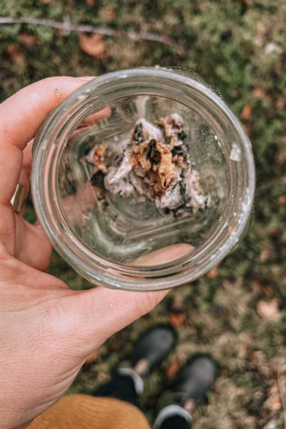 Winter Wound Pine Resin Salve | Growing Up Herbal | Learn how to harvest pine resin from a tree and use it to make a botanically infused antimicrobial winter wound pine resin salve.