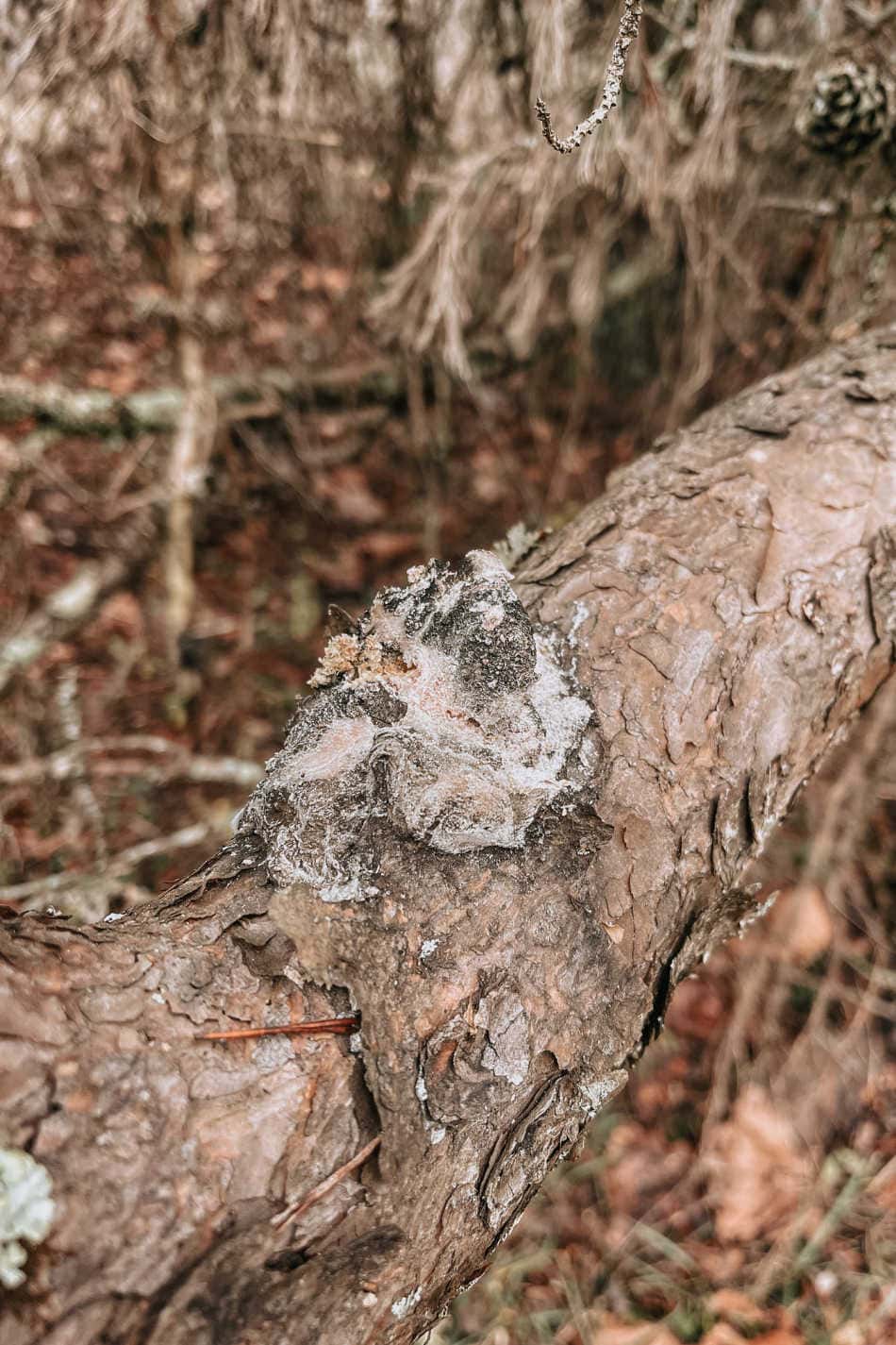 Winter Wound Pine Resin Salve | Growing Up Herbal | Learn how to harvest pine resin from a tree and use it to make a botanically infused antimicrobial winter wound pine resin salve.