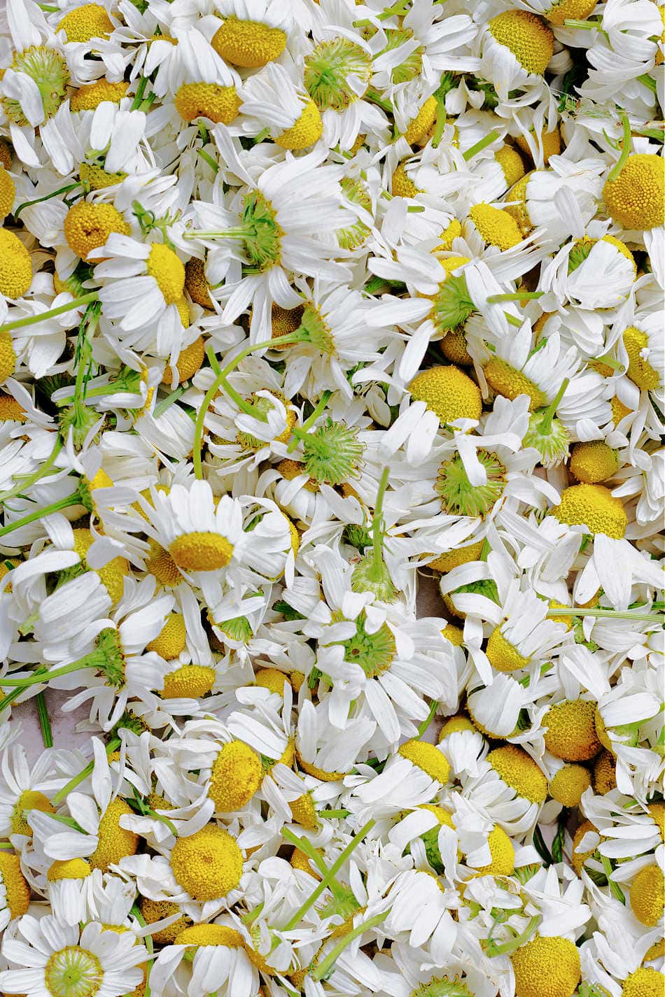 Chamomile Eye Wash for Infected Eyes | Growing Up Herbal | Learn how to make and use a chamomile eye wash for inflamed, irritated, infected eyes to help you recover as naturally as possible.
