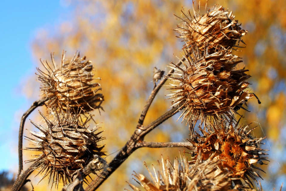 Autumn Burdock Root Benefits and Uses | Growing Up Herbal | Learn how to identify, harvest, and use AUTUMN burdock root to nourish your gut health (and more) this season.