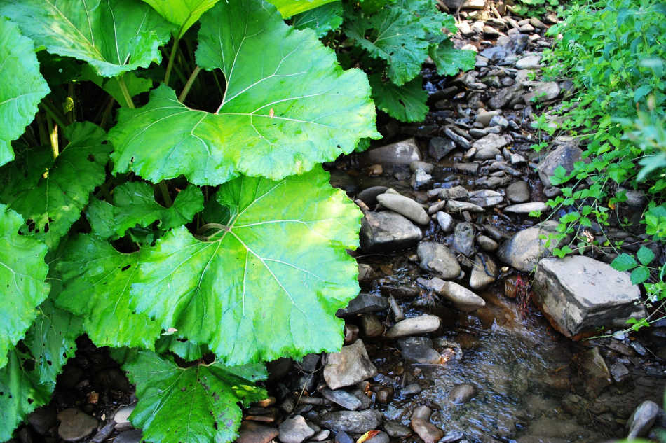 Autumn Burdock Root Benefits and Uses | Growing Up Herbal | Learn how to identify, harvest, and use AUTUMN burdock root to nourish your gut health (and more) this season.