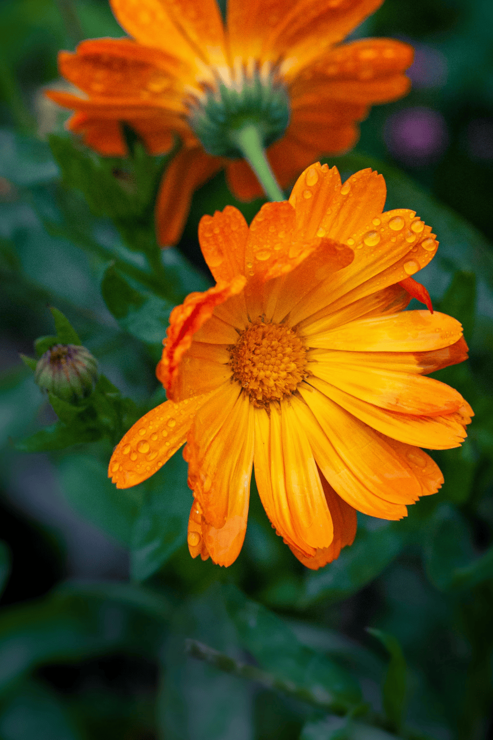 Growing Calendula: Bringing Herbal Sunshine To Your Garden | Growing Up Herbal | Discover the art of growing calendula with our comprehensive guide. Learn essential tips for planting, care, and harvesting calendula flowers in your garden. Start cultivating vibrant blooms today!