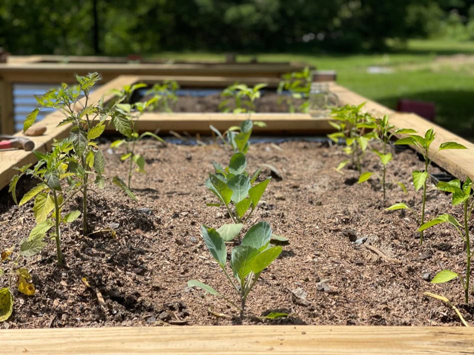 Dreaming of Raised Bed Gardens | Growing Up Herbal | My dream of having a well-designed space filled with raised bed gardens has come true. I'm sharing all the details about this home project.