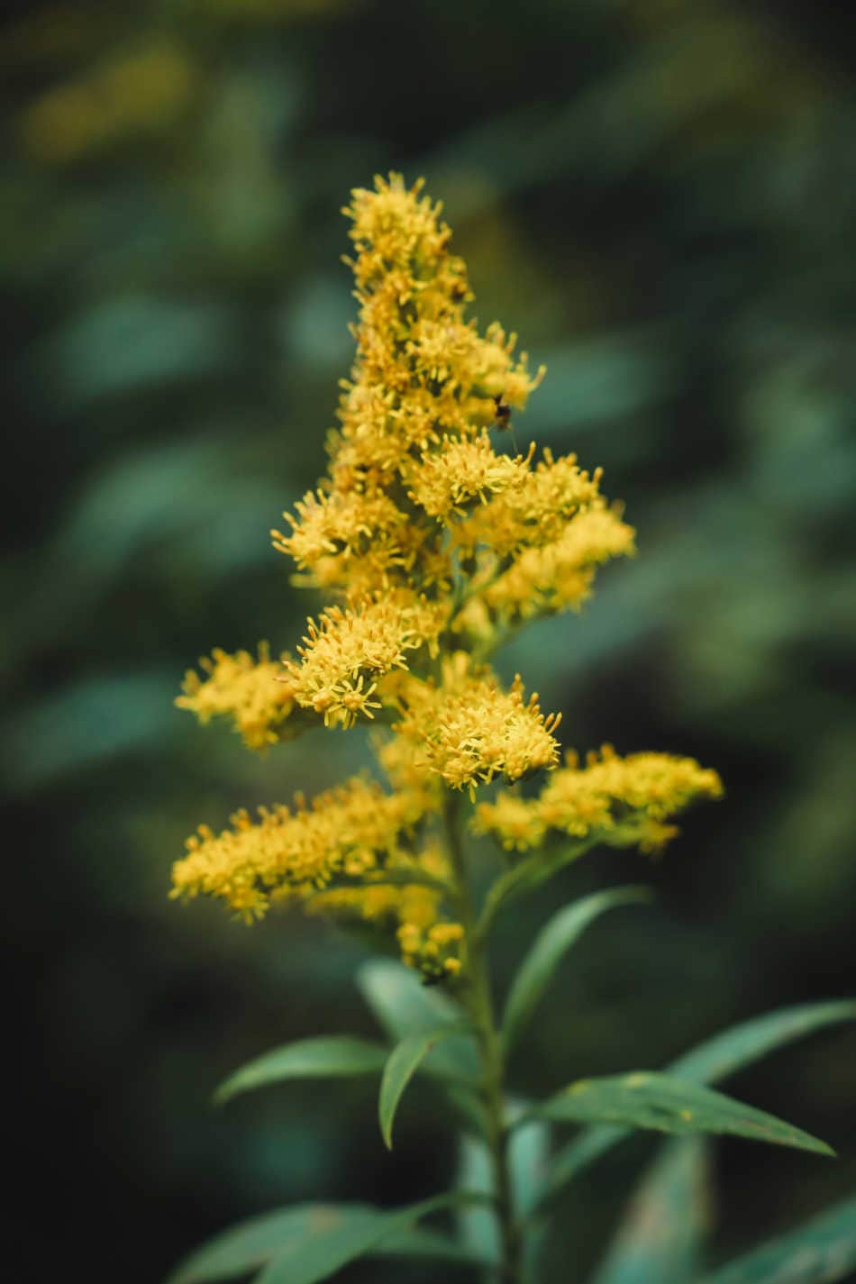 How To Use Goldenrod This Autumn | Growing Up Herbal | Goldenrod is an autumn herb if ever there was one. Learn how to harvest, prepare, and use it this fall for some specific wellness needs.