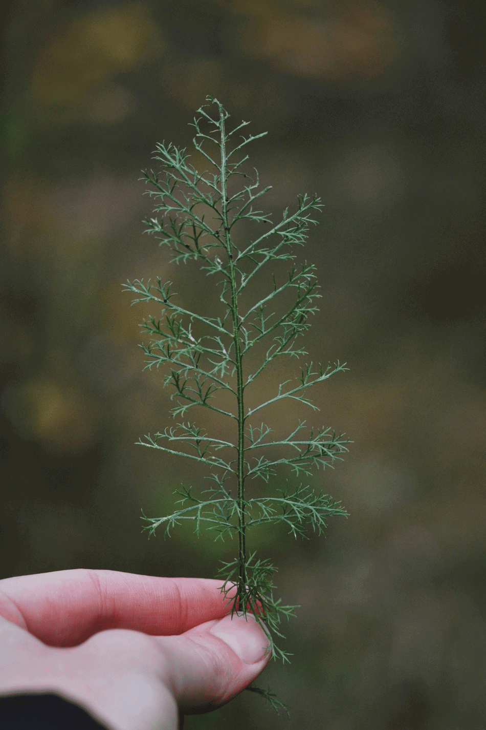 10 Herbal Habits for the New Year | Growing Up Herbal | Discover 10 herbal habits to embrace this year for natural health and wellness. Read more and start your herbal journey today!