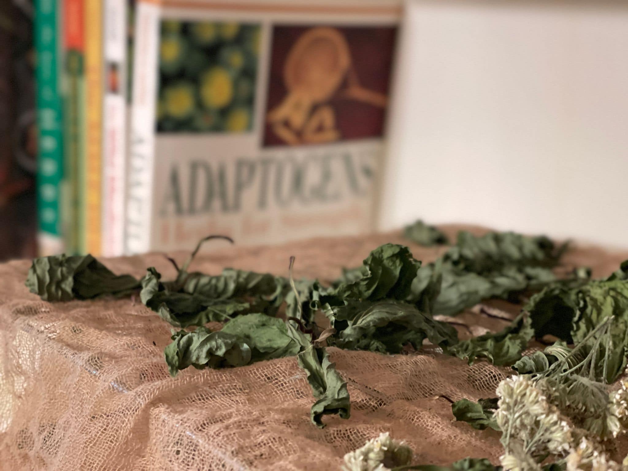 Life Lately: Embracing Summer | Growing Up Herbal | Summer is busy here in East Tennessee. Here's what we've been up to this season. 