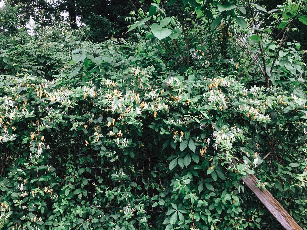 Lake Days, Honeysuckle Harvests, and Natural Bug Sprays | Growing Up Herbal | Join us for a lake adventure in upper East Tennessee where we harvest honeysuckle and use natural bug repellents to keep the pests away.