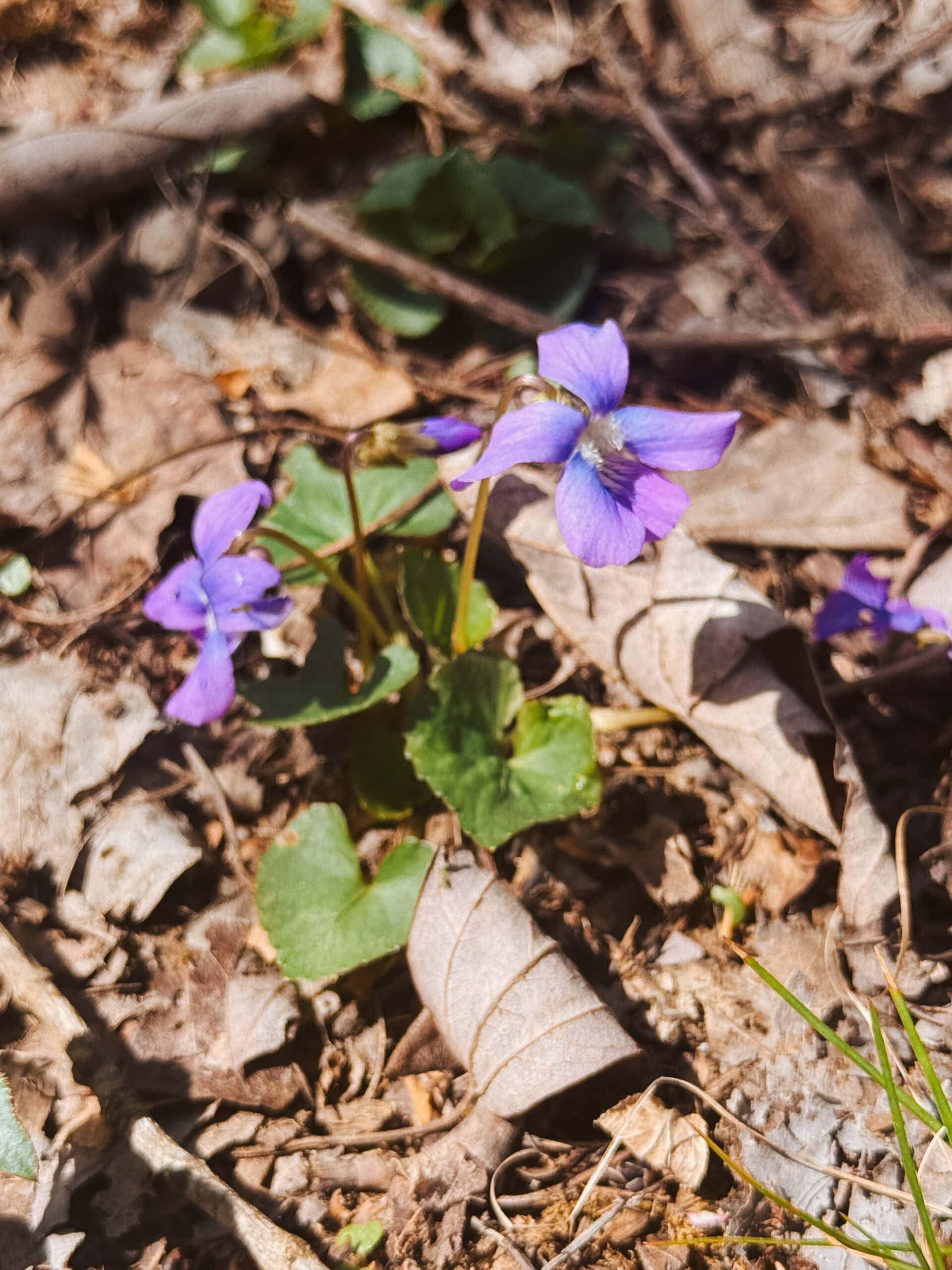 Violet for the Nervous System + A Daily Ritual | Growing Up Herbal | Learn how to use violet to support your nervous system on a daily basis, including a nerve-nouishing tea blend to make and use regularly.