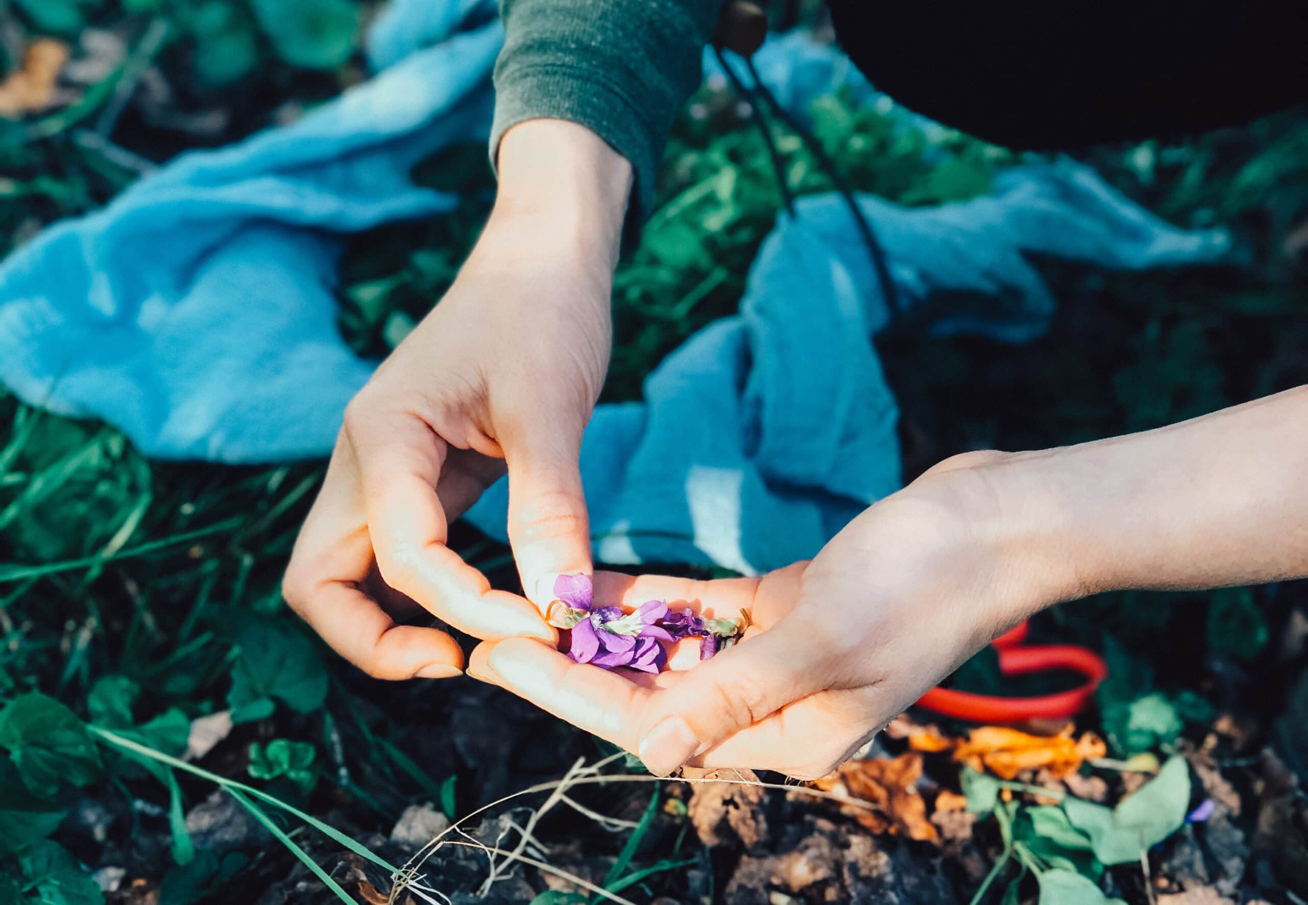 Violet for the Nervous System + A Daily Ritual | Growing Up Herbal | Learn how to use violet to support your nervous system on a daily basis, including a nerve-nouishing tea blend to make and use regularly.